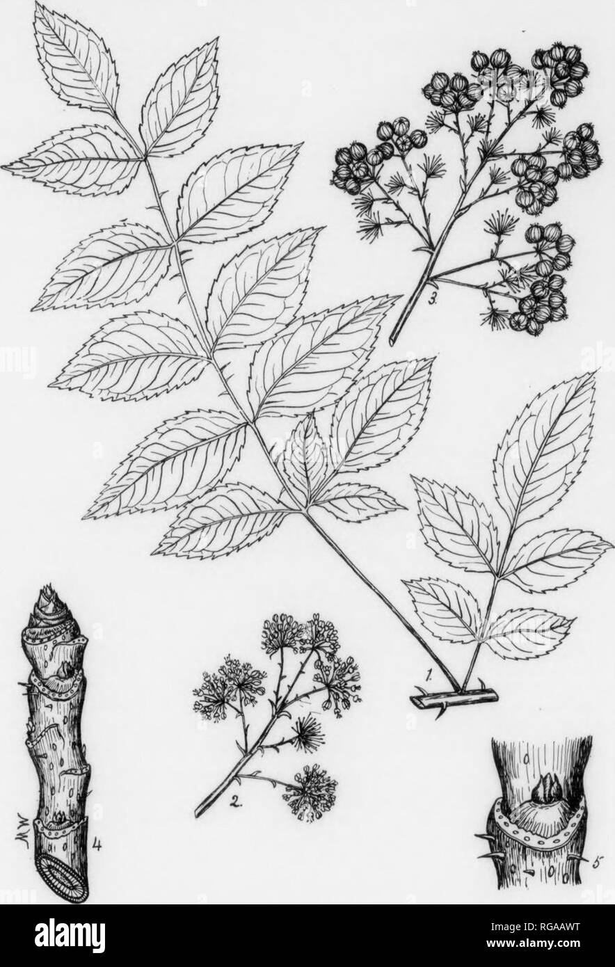 . Bollettino (Pennsylvania Dipartimento di silvicoltura), n. 11. Le foreste e la silvicoltura. 199. CXI PIASTRA. HERCULES' CLUB. 1. Sezione di un ramo con foglie composte, x i. 2 Un panicle di flowes, x i. 3. Un panicle di fuit x 5. t iclloTo/t'wintlr ramoscello, dimensione naturale. HERCULES' CLUB. Aralia spinosa, Linnaeus. Famiglia e genere DESCRIZIONE-Questo sprclcs bHongs alla famiglia di Ginseng. Aralin- ceae, che comprende circa il Sii generi con 4r.O specie di erbe, vigne, arbusti,'o alberi. I membri sono ampiamente distribuiti ma più comuni nei tropichi. L'Edera Inglese (Hedera helix L.) un sempreverde alpinista è uno dei Foto Stock