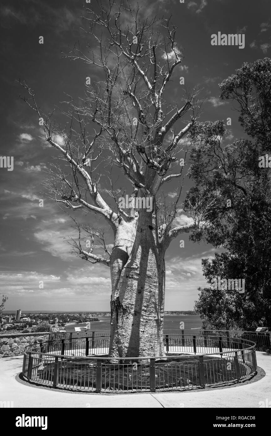 In bianco e nero di Adansonia digitata alias Baobab senza foglie in Kingspark in Perth Foto Stock