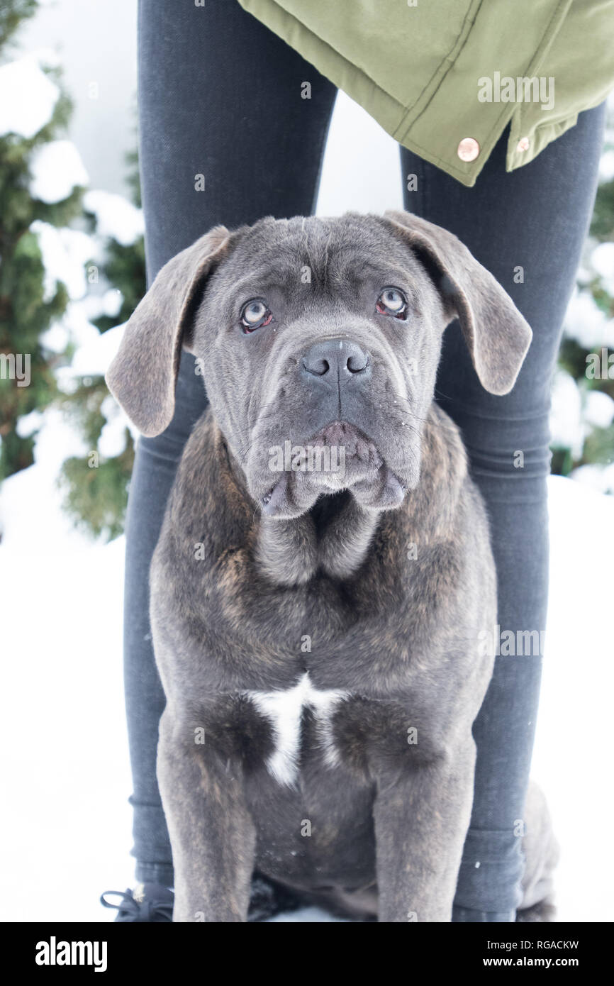 Carino sei mesi di cane corso si siede vicino a gambe di ragazze in inverno Foto Stock