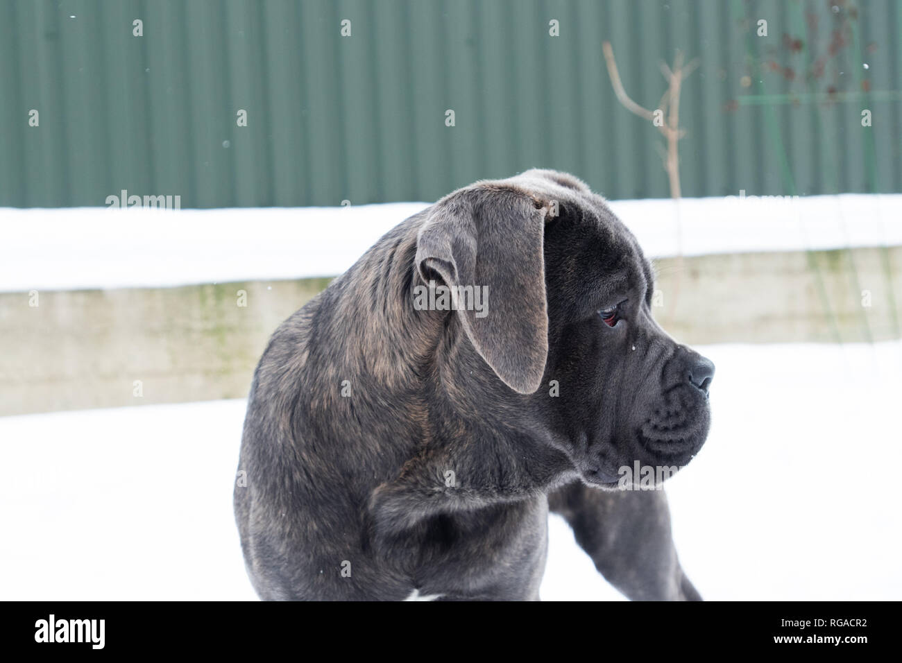 Cane corso cucciolo vicino casa all'aperto in inverno ritratto di profilo Foto Stock