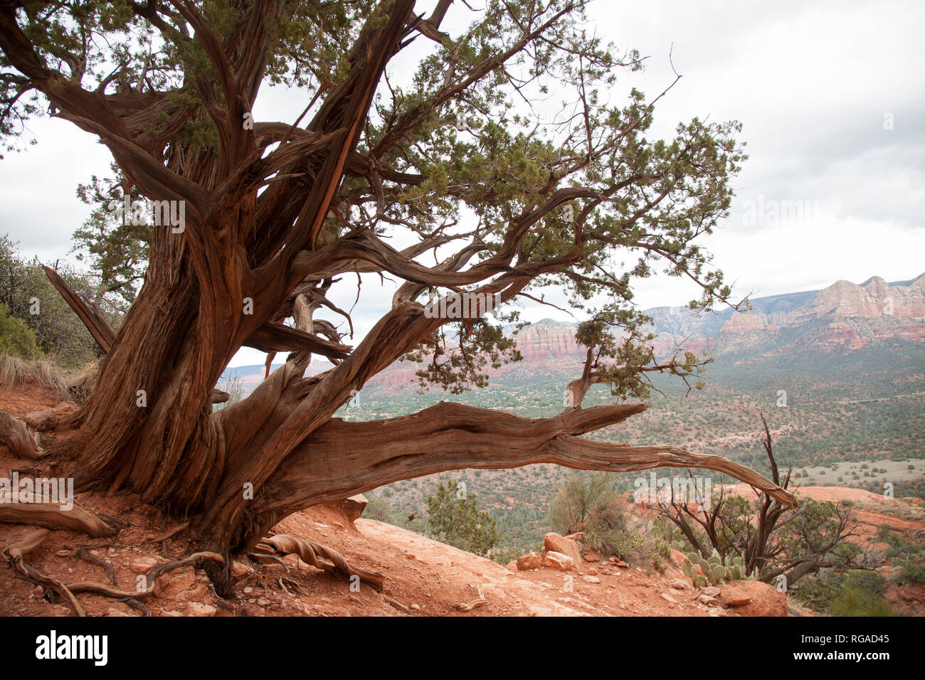 Vortex evidenti in una crescita anormale di alberi da cattedrale rock Sedona in Arizona Foto Stock