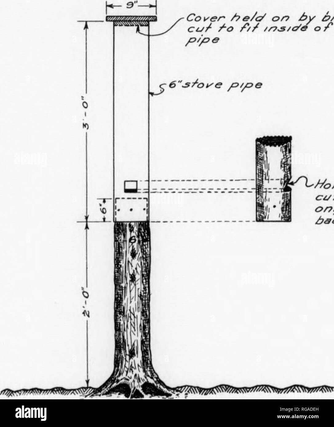 . Bollettino (Pennsylvania Game Commision), n. 11. Protezione di gioco; uccelli. poli paralleli sono inchiodati sui lati opposti dei due alberi 3 e 1 e metà a piedi a quattro piedi sopra il terreno. Un terzo polo è fissato ai blocchi inchiodato alla butts dei due alberi ed alberelli o stecche sono poi inchiodato ai poli formando una a forma di V presepe. Le stecche o palings sono distanziati di circa due pollici e oltre le aperture così formate consentono le pannocchie a cadere fuori del presepe. Un alimentatore simile a questo tipo, posto circa due piedi sopra il livello del suolo, di maggiore capacità e con stecche distanziate di circa quattro pollici di distanza, can b Foto Stock