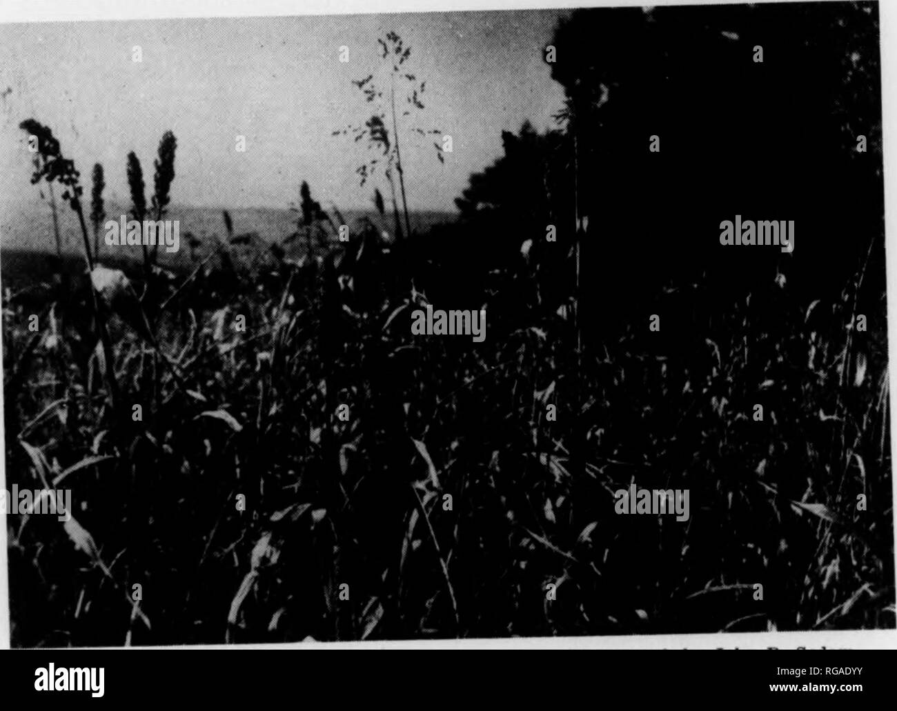 . Bollettino (Pennsylvania Game Commision), n. 11. Protezione di gioco; uccelli. Il cibo è davvero un buon raccolto di foraggio; è un legume e quindi bmlds poveri figli da refurning n.trogen al suolo ed è pregevole .n pre^ sfiatando l'erosione del suolo. Questo w.U crescere su quasi qualsiasi kmd di suolo wuh molto scarsa preparazione. Disking il terreno prima della semina il seme broadcast è soddisfacente. Lo fa in maniera eccellente dalla semina trasmessi sulla sommità del frumento invernale durante la successiva parte di marzo o il primo di aprile. A differenza di quella di legumi la maggior parte il seme perde la sua vitalità in un tempo relativamente breve, di conseguenza sementi Foto Stock