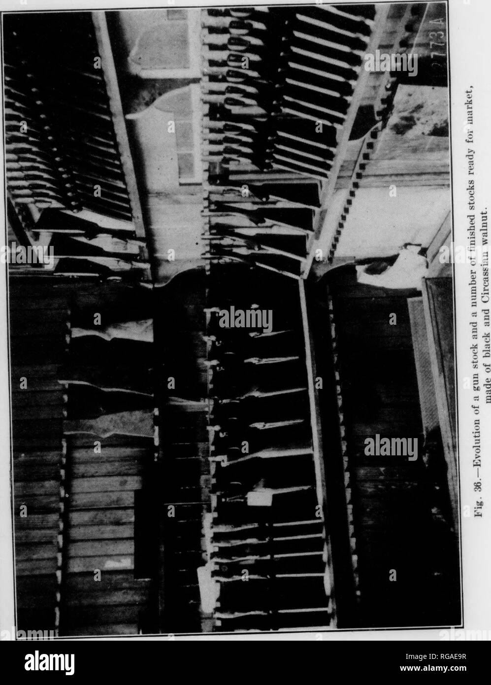 . Bollettino (Pennsylvania Dipartimento di silvicoltura), n. 8-9. Le foreste e la silvicoltura. 143. Tabella 96.-legno per il manuale di formazione pratica, anno che si conclude a giugno, 1912. Tipo di legno. Quantità. Un mi fa un K 8C? U o ft 6 annegare in Pennsyl- Vania. Cresciuto al di fuori della Penn- sylvania. o b t a pino bianco, .. Pioppo giallo, Bass, legno - Quercia Rossa quercia bianca. ... Castagne, zucchero, uiaiile ., Cherry (nero), (cipresso calvo). Cenere, Hickory Rlack noce, mogano, .... Zucchero di faggio, pino .. Gomma rossa cedro rosso, .... La cicuta, ..... Pino Shortleaf. Redwood, sanguinello, . Totale. 21,575 16,250 14,400 i:i,070 10.500 7.000 3.350 1.850 1.750 1,10 Foto Stock