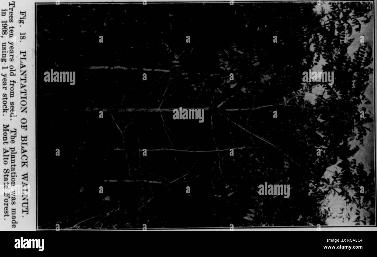 . Bollettino (Pennsylvania Dipartimento di silvicoltura), n. 14-16. Le foreste e la silvicoltura. Tabella n. 8. La crescita in altezza del frassino, noce nero e amarena in piantagioni. Descrii)zione delle piantagioni. Bianco (Ish Fraxlnus americana). Noce Nero (Juglans nigra). Età degli alberi da seme (anni^. Stato di pietra per- est. Soilâheavy sandy lonm. Area coltivata originariamente. Altitudine 1.140 ft. AspectâEastern. 2 vr.. Piantine piantato nel 1909, distanziati di 5' x 6'. Mont alto la foresta di stato. Soilâsandy loam Area coltivata originariamente. Altitudine 1000 m. AspectâEastern. 1 anno piantine piantato nel 1906, distanziati di 4' Foto Stock