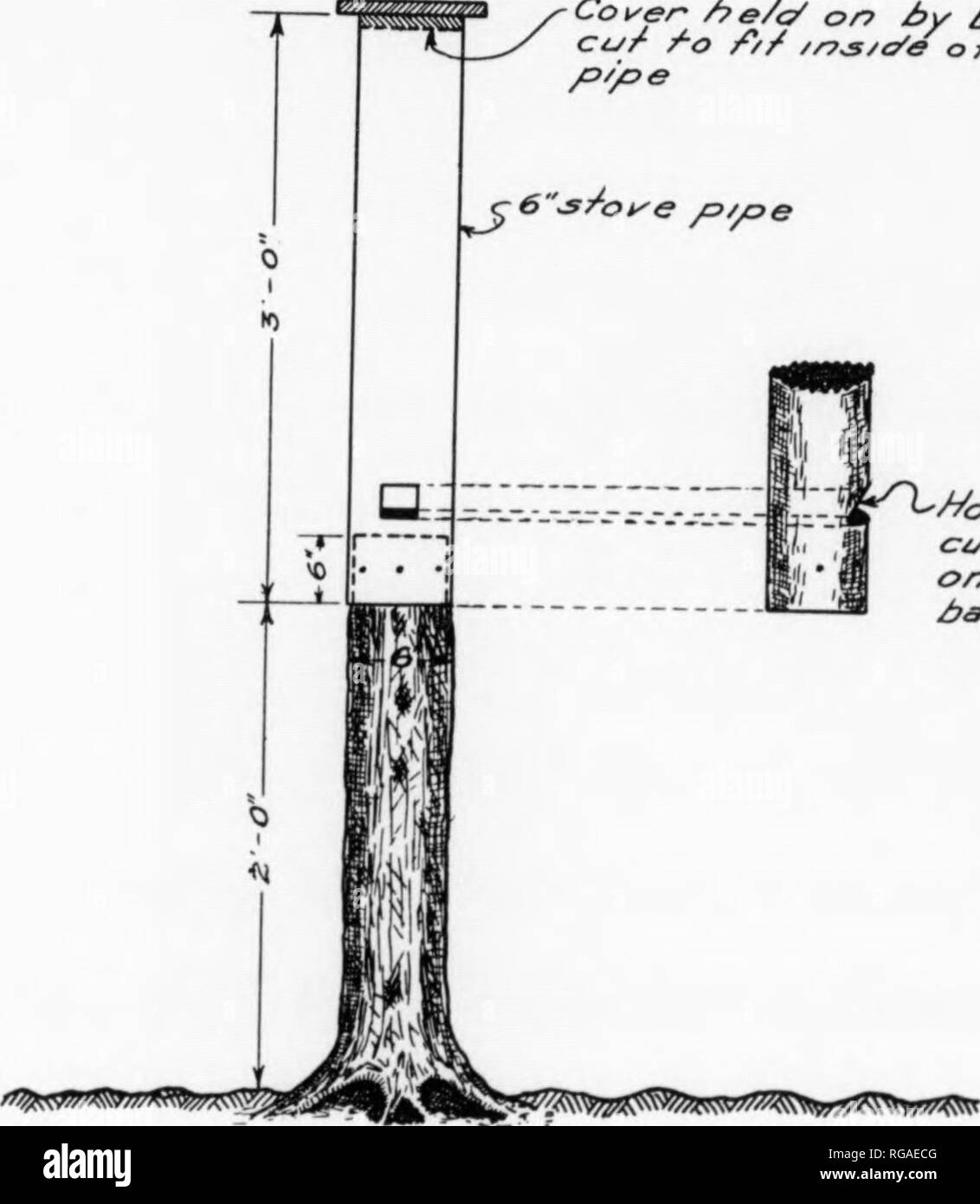 . Bollettino (Pennsylvania Game Commision), n. 11. Protezione di gioco; uccelli. il vassoio come si mangia. Una striscia nella parte anteriore del vassoio impedisce il grano da essere spazzolati off prima di mangiare. Un coperchio incernierato è pro- fornito sulla parte superiore. Questa sporgenza dovrebbe leggermente e dovrebbe essere coperta con carta di catrame o alcune altre coperture per tenere il grano asciutto. Una clip è fissata alla parte posteriore della scatola e questa è a sua volta agganciata su un chiodo trascinato in una struttura ad albero. Per scoiattoli la scatola può essere posto qualsiasi altezza su un albero. Per chiunque che trasportano il mais a cavallo, una conveniente altezza è uno che permetterà il riempimento della scatola Foto Stock