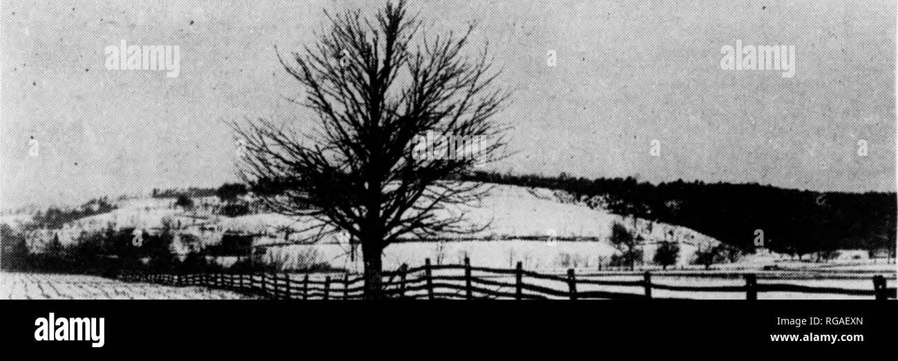 . Bollettino (Pennsylvania Game Commision), n. 11. Protezione di gioco; uccelli. terra prima della semina il seme broadcast è soddisfacente. Lo fa in maniera eccellente dalla semina trasmessi sulla sommità del frumento invernale durante la successiva parte di marzo o il primo di aprile. A differenza di quella di legumi la maggior parte il seme perde la sua vitalità in un tempo relativamente breve, di conseguenza il seme del precedente anno di raccolto dovrebbe essere seminata per garantire i migliori risultati. Il grano saraceno è un molto buono il tacchino selvatico cibo. Comune o Tartary può essere utilizzato. Quest'ultimo è probabilmente meglio per gioco il cibo. È seminato da metà giugno a metà o Foto Stock