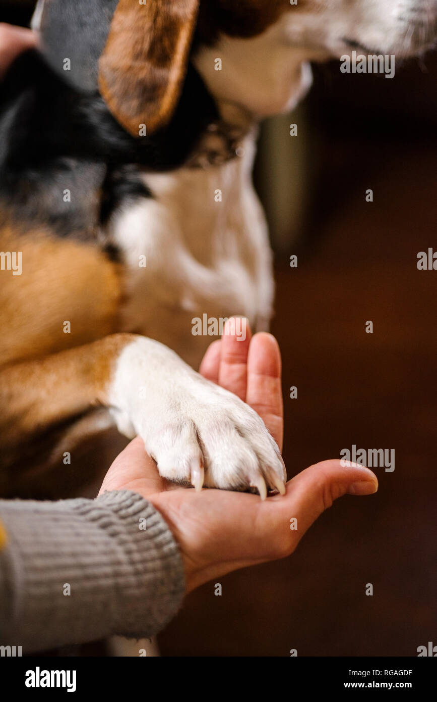 Donna di mano che tiene la zampa del cane, close-up Foto Stock