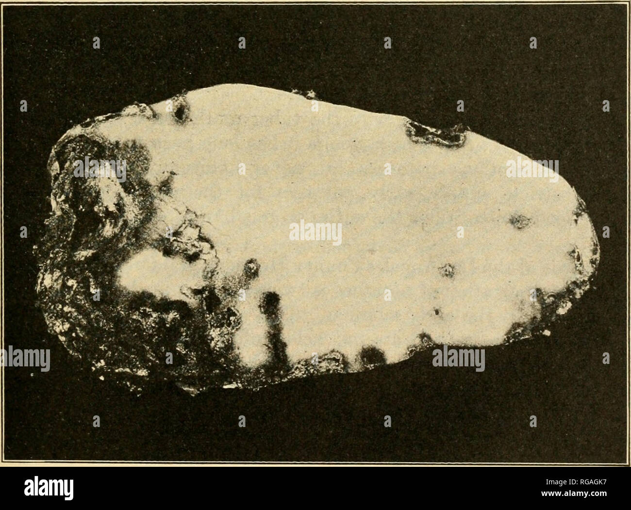 . Bollettino dell'U.S. Dipartimento di Agricoltura. L'agricoltura. Fig. 4.-patata più in avanzato stato di infestazione da tubero moth. Le larve di seconda gener- zione allevati da tubero tliis pupating. (Originale). Fig. 5.-patata mostra rot (a sinistra) a seguito di attacchi da parte di tubero di patata moth. (Originale). I. Si prega di notare che queste immagini vengono estratte dalla pagina sottoposta a scansione di immagini che possono essere state migliorate digitalmente per la leggibilità - Colorazione e aspetto di queste illustrazioni potrebbero non perfettamente assomigliano al lavoro originale. Stati Uniti. Dipartimento di Agricoltura. [Washington, D. C. ?] : il dipartimento : Su Foto Stock