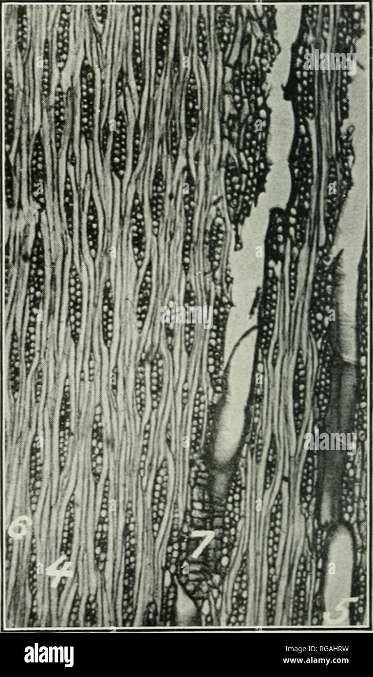 . Bollettino dell'U.S. Dipartimento di Agricoltura. Agricoltura; Agricoltura -- Stati Uniti. ?B£izS^^^ Fig. 2.-Tansjential sezione.. Fig. 3.-sezione radiale. Struttura di Frassino legno ingrandito 50 diametri. I numeri su fotografie di fare riferimento a quanto segue: (1) Larghezza di anello annuale; (2) larghezza di springwood; (3) larghezza di suinmerwood; (4) medullari o albedo ray; (5) Nave; (0) in fibra di legno; (7) parenchima di legno.. Si prega di notare che queste immagini vengono estratte dalla pagina sottoposta a scansione di immagini che possono essere state migliorate digitalmente per la leggibilità - Colorazione e aspetto di queste illustrazioni potrebbero non perfectl Foto Stock