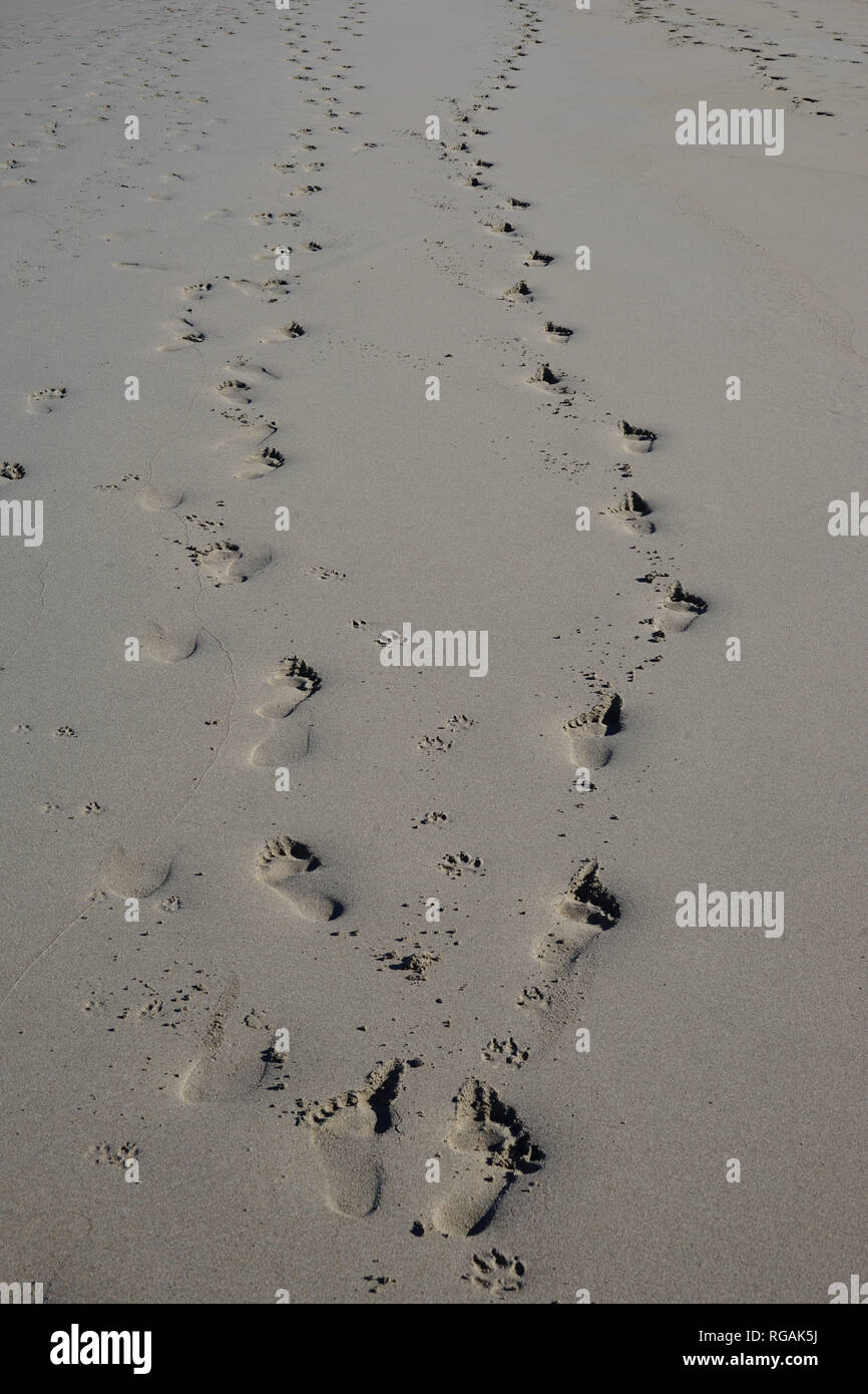 Hund und Mensch, Spuren im sabbia, Playa de Famara, Lanzarote, Kanarische isole, Spanien Foto Stock