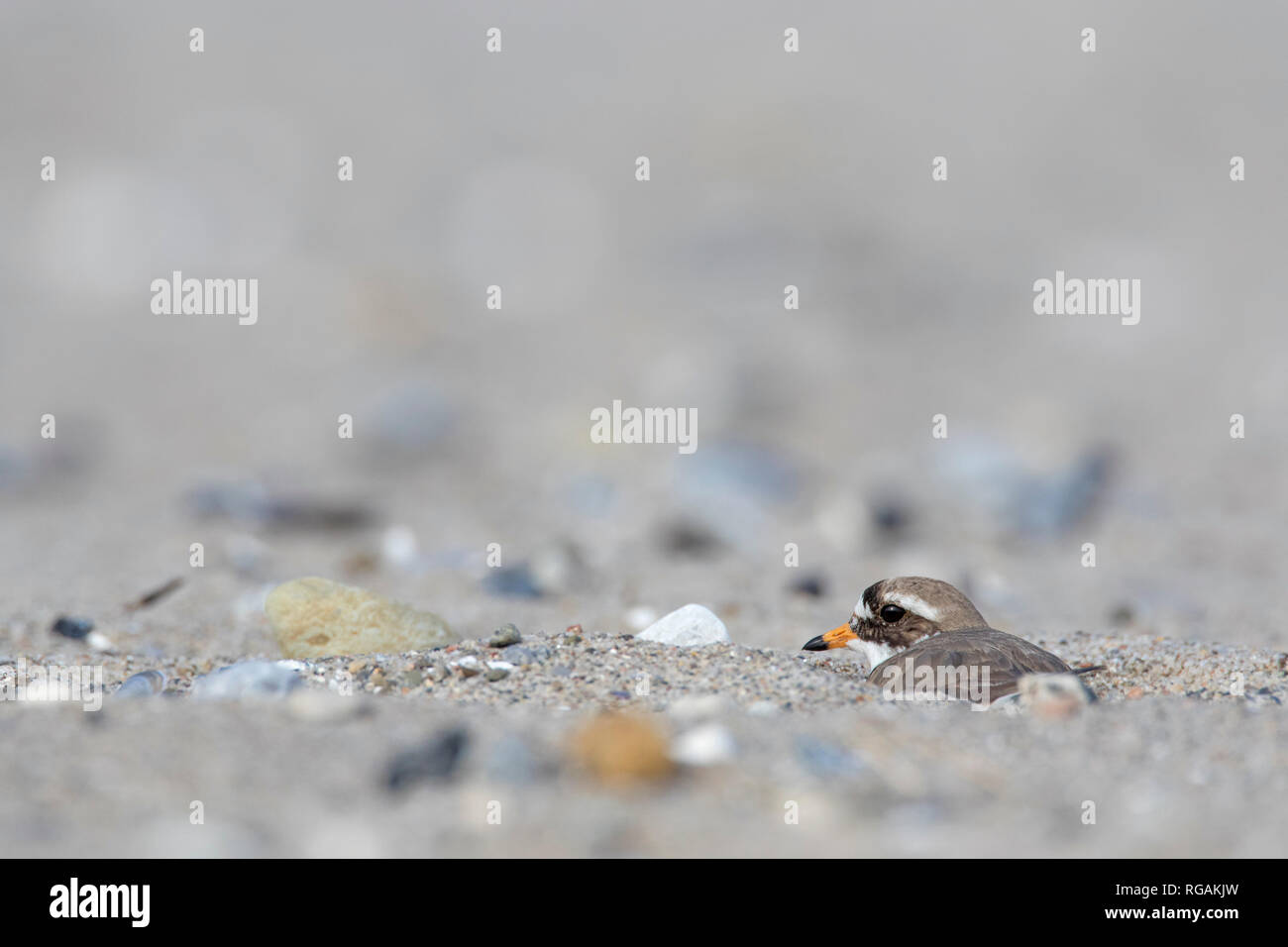 Comune di inanellare plover (Charadrius hiaticula) allevamento sul nido sulla spiaggia in primavera Foto Stock