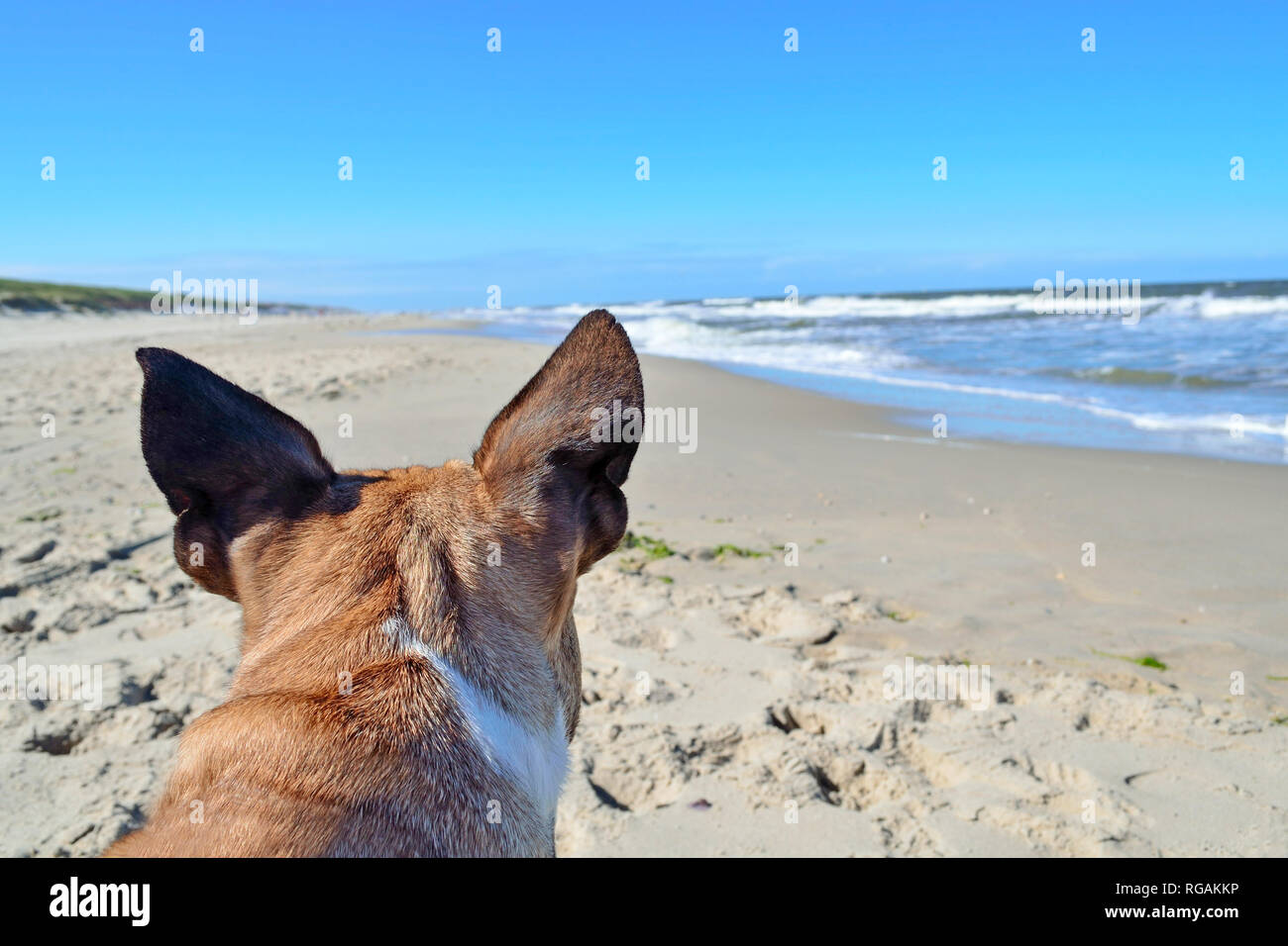 Parte posteriore della testa di un marrone bulldog francese cani con orecchie appuntite di fronte vacanze estate mare oceano e paesaggio Foto Stock