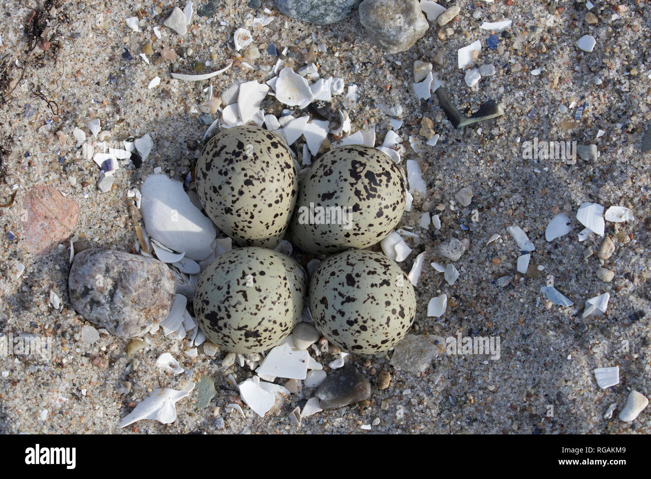Comune di inanellare plover (Charadrius hiaticula) frizione delle quattro uova nel nido sulla sabbia della spiaggia in primavera / estate Foto Stock