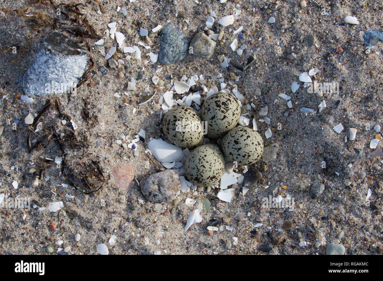 Comune di inanellare plover (Charadrius hiaticula) frizione delle quattro uova nel nido sulla sabbia della spiaggia in primavera / estate Foto Stock