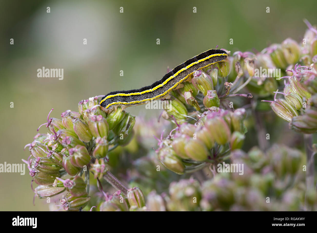 Erbseneule, Erbsen-Eule, Feldflur-Blättereule, Raupe frist an den Blüten von Engelwurz, Ceramica pisi, Melanchra pisi, ginestra Moth, Caterpillar, La noc Foto Stock