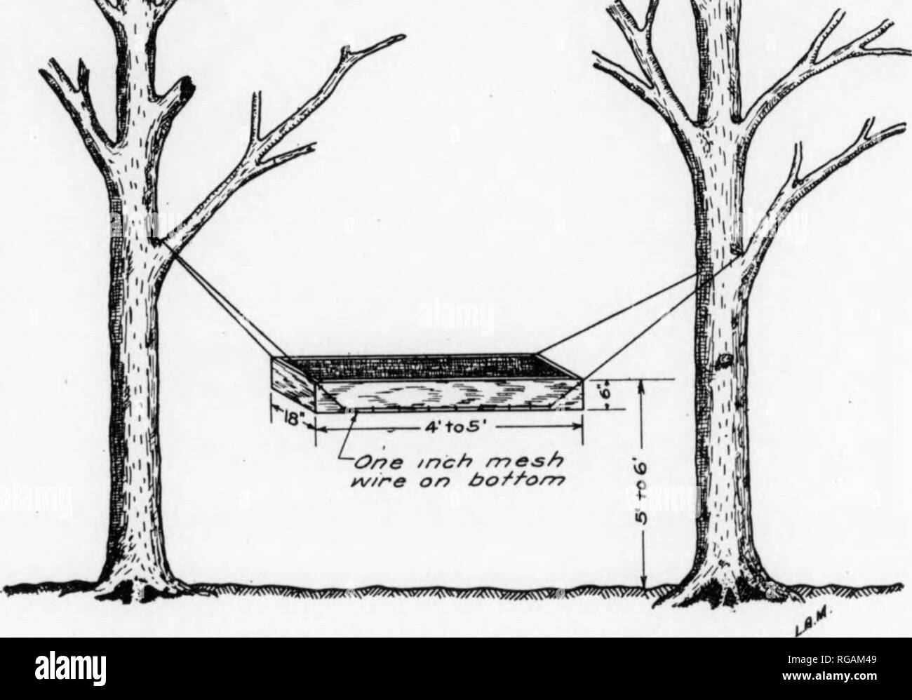 . Bollettino (Pennsylvania Game Commision), n. 11. Protezione di gioco; uccelli. 14 cess. Questi vassoi possono essere di una qualsiasi dimensione conveniente, ma quelli che hanno dimostrato di essere più pratico sono da quattro a cinque piedi di lunghezza, da uno a due metri di larghezza e 6 cm di profondità. Essi possono essere sospesi da alberi da fili o tondini di ferro o supportato sulla sommità di pali infissi nel terreno. Il mais sull'orecchio è inserita nei vassoi. Scoiattoli che rosicchiare in corrispondenza delle orecchie naturalmente shell un importo considerevole che cade a terra dove diventa accessibile al gallo forcello e tacchini, SN*"."]"!]]. Fig. 9. Schema del SUSP Foto Stock