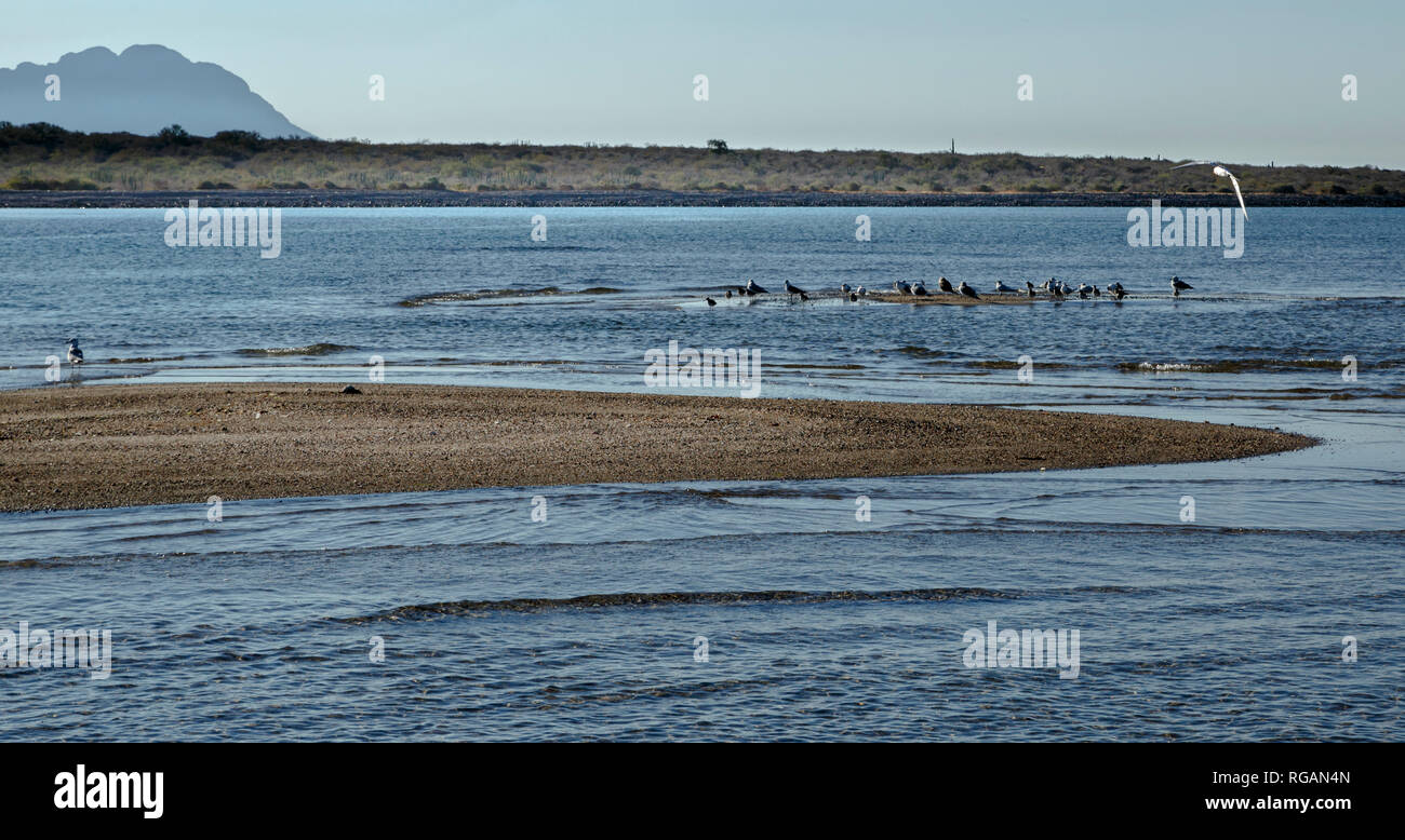 Gabbiani in appoggio sui banchi di sabbia durante la bassa marea sulla costa del Pacifico, Bahia Penisola, Messico Foto Stock