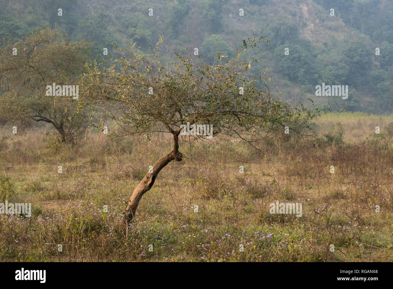 Paesaggio panoramico nella Rajaji National Park, Uttarakhand, India Foto Stock