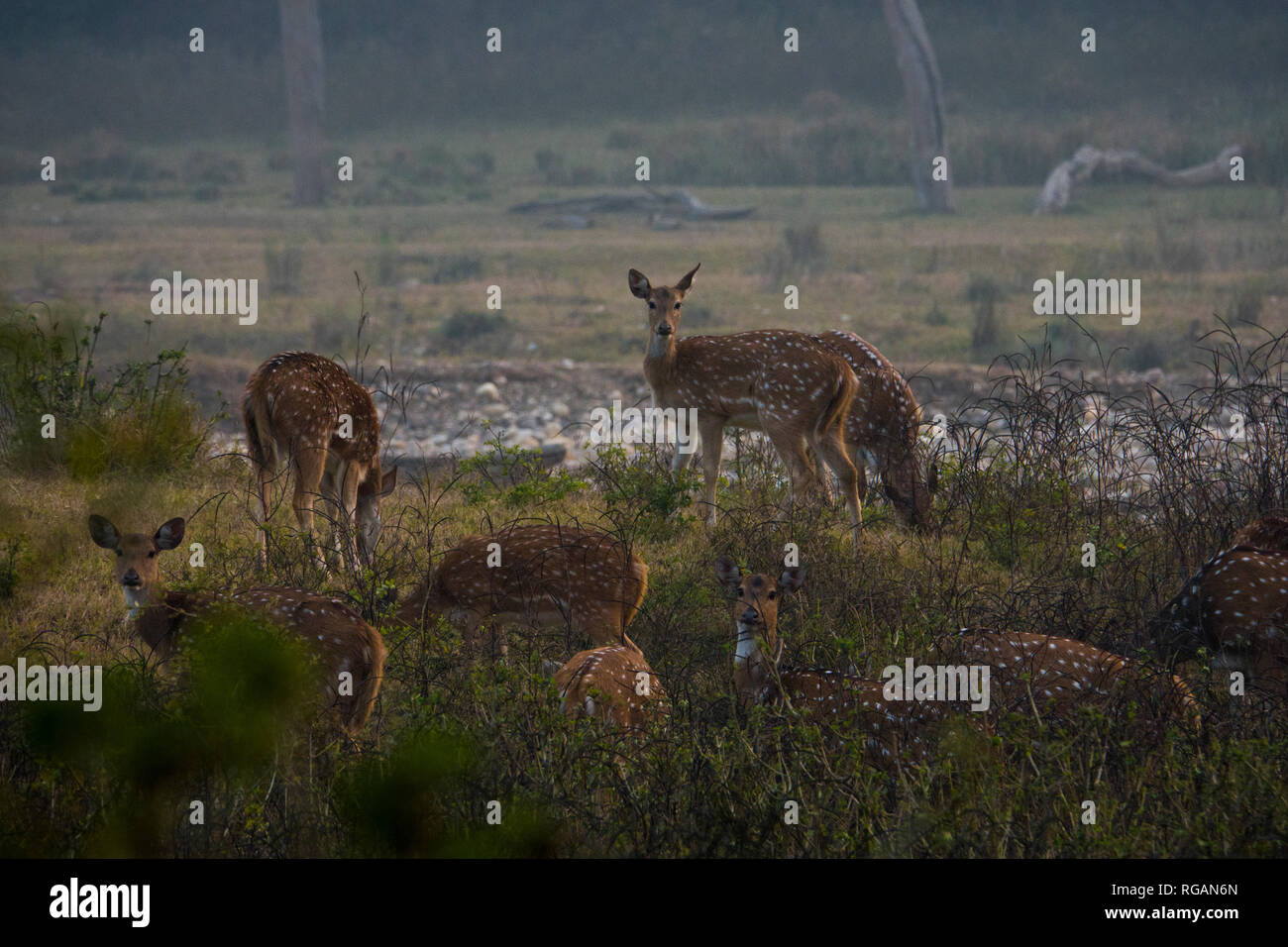Chital (asse asse) cervi nella Rajaji National Park, Uttarakhand, India Foto Stock