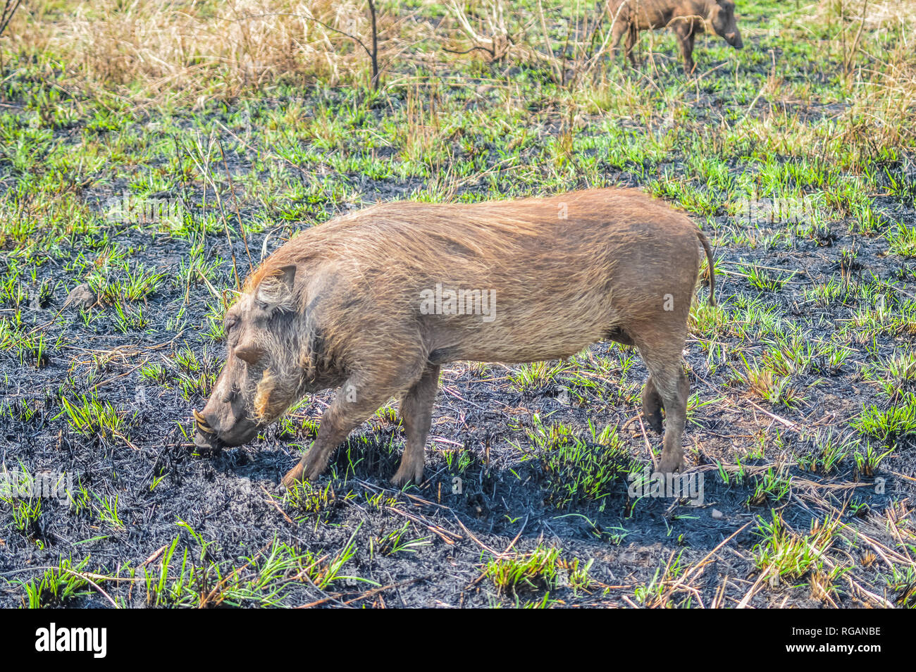 Ritratto di un simpatico Warthog comune o Phacochoerus africanus in una riserva naturale Foto Stock