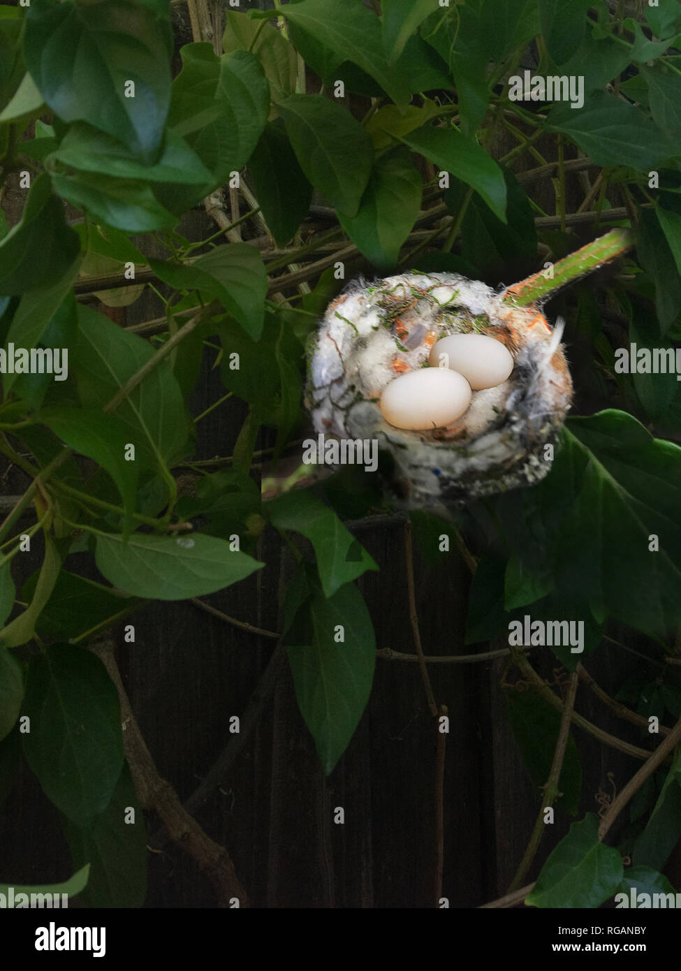 Hummingbird nido con uova Foto Stock