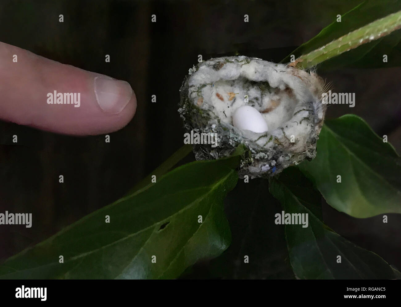 Hummingbird nest con uovo e dito umano per la scala Foto Stock