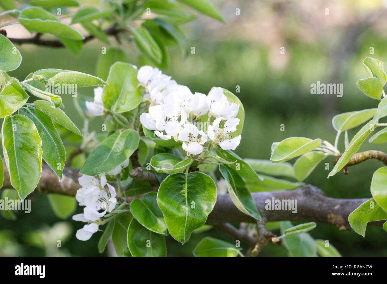 Pyrus communis "Beurre Hardy " spalliera in crescita in un inglese un frutteto. Pera blossom. Foto Stock
