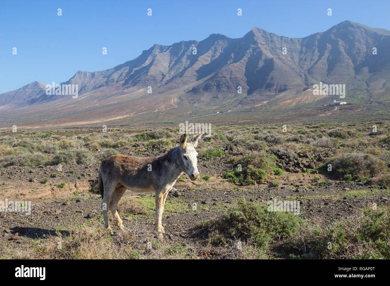Asino in Cofete, con splendida vista della gamma della montagna di Jandia, Fuerteventura, Isole canarie, Spagna Foto Stock