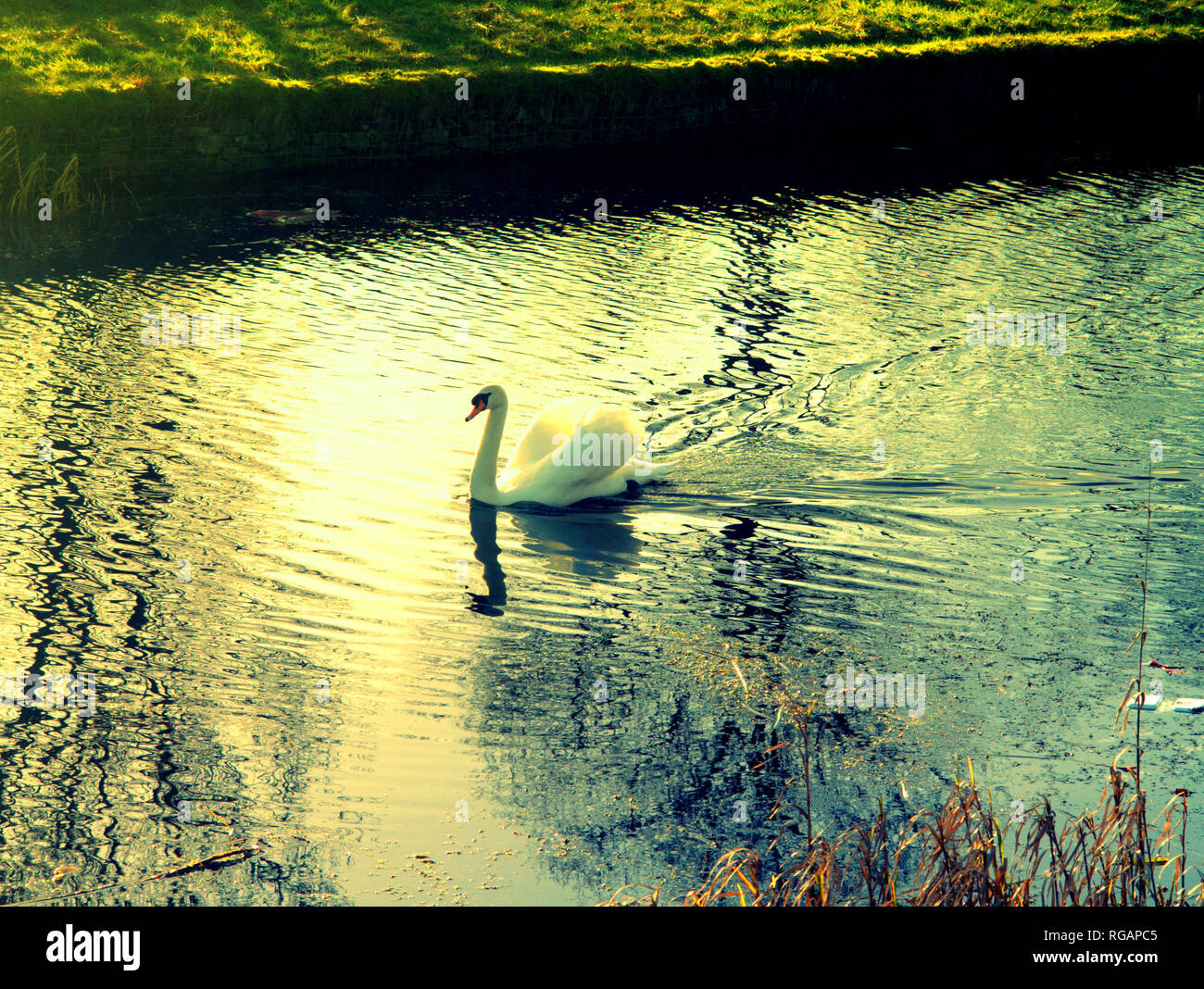 Cigno sul golden pond nel canale di Forth e Clyde, Glasgow, Scotland, Regno Unito Foto Stock