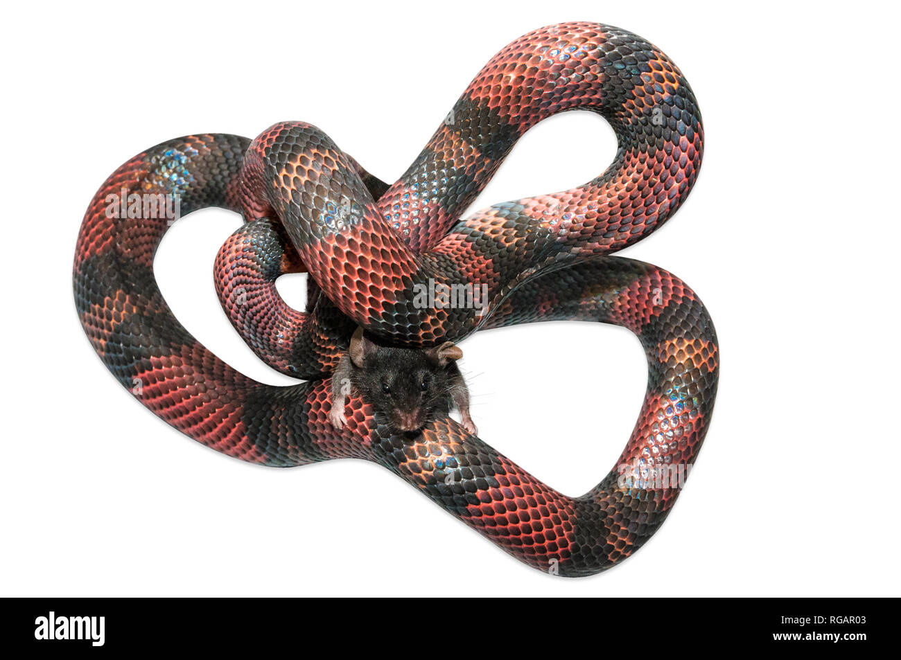 Latte nicaraguense Snake (Lampropeltis triangulum) killling un mouse marrone (Mus musculus). Sfondo bianco tagliato fuori. Foto Stock