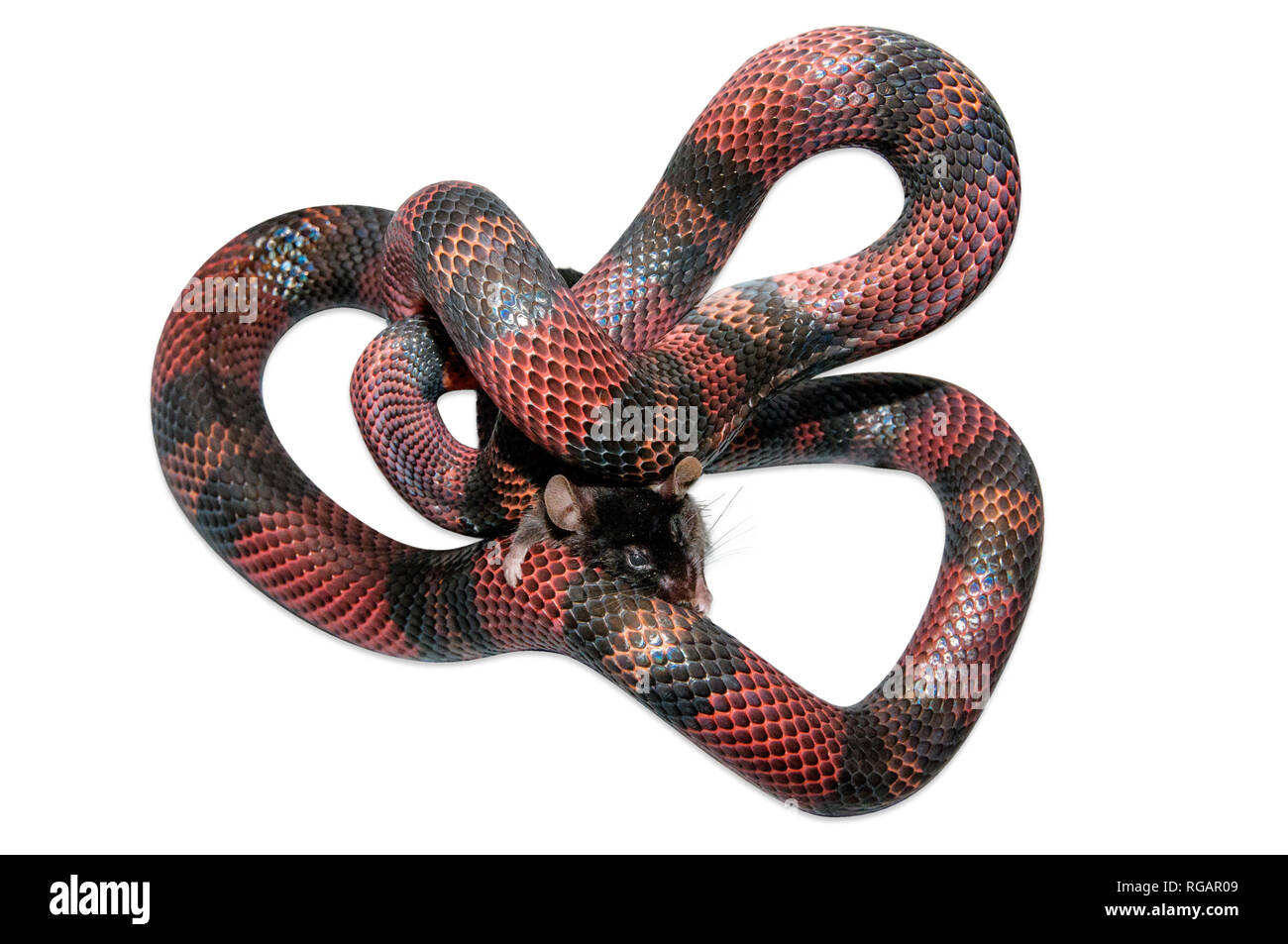 Latte nicaraguense Snake (Lampropeltis triangulum) killling un mouse marrone (Mus musculus). Sfondo bianco tagliato fuori. Foto Stock