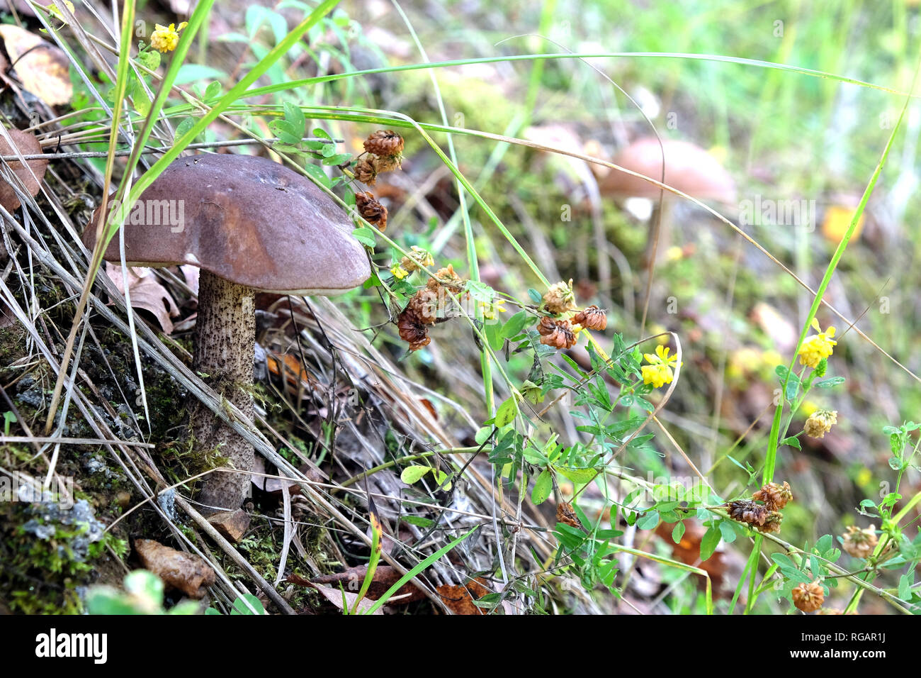 Funghi commestibili. Tappo marrone boletus crescente sul versante della foresta di moss sulla giornata autunnale vista orizzontale closeup Foto Stock