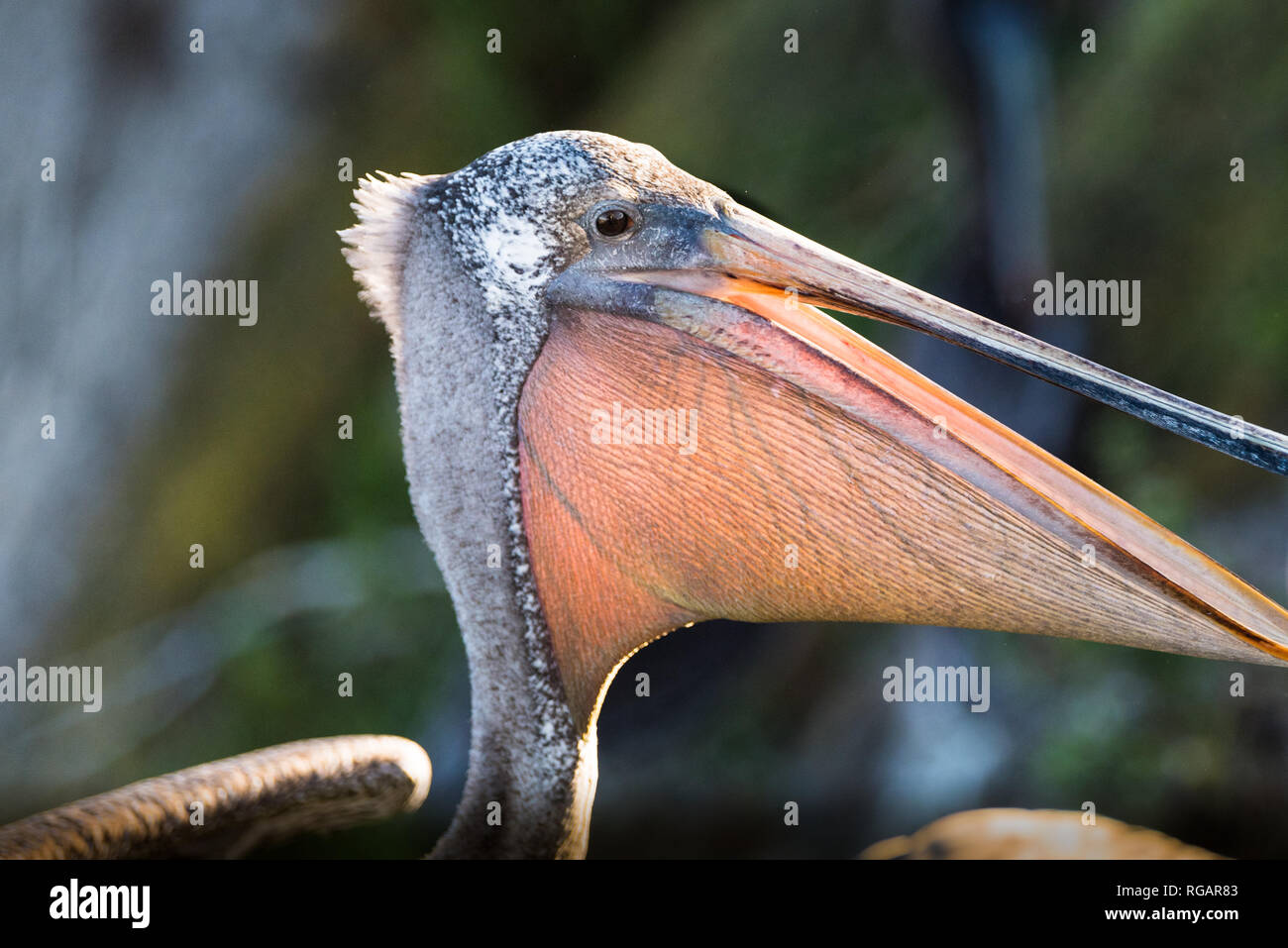 Brown pelican close up che mostra la sua gola pouch Foto Stock