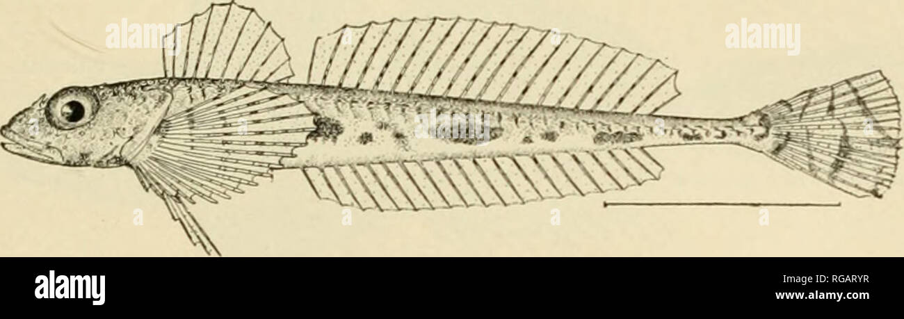 . Bollettino degli Stati Uniti Commissione di pesce. Pesca -- Stati Uniti; pesce-cultura -- Stati Uniti. Flo. 53.- Icelus canaliculatus Gilbert. 115. Radulinus asprellus Gilbert ventuno esemplari, variabili da 0,75 a 5 pollici, sono nella raccolta, che rappresentano le seguenti località: stazione 4221, bocca della cappa Canal; station 1219, Admiralty [stazione nlel 1204, off Fort. I'ni. M.-Radulinus asprellus Gilbert. Rupert, British Columbia; station 4191, in esterno al porto di Nanaimo, British &lt; olumbia; KaeaanBay; station 4226, Behm canale vicino Loring; station 4234], in sì fieno; e vicino al Se Foto Stock