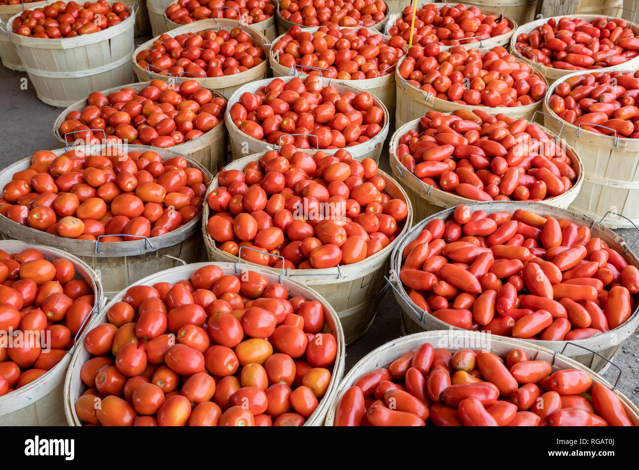 Romano, i pomodorini per la vendita in un mercato degli agricoltori dal pacco o bushel. Foto Stock