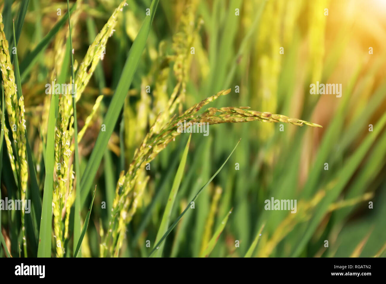 Close-up di giallo risone campo in attesa per il raccolto della Thailandia Foto Stock