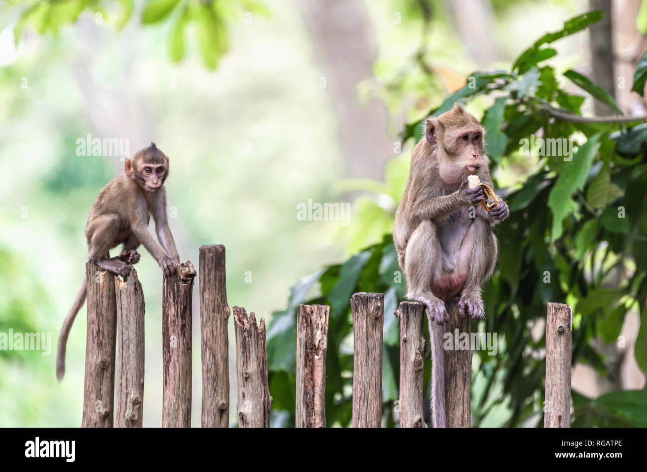 Madre scimmia seduto su una staccionata di legno e mangiare banane. Foto Stock