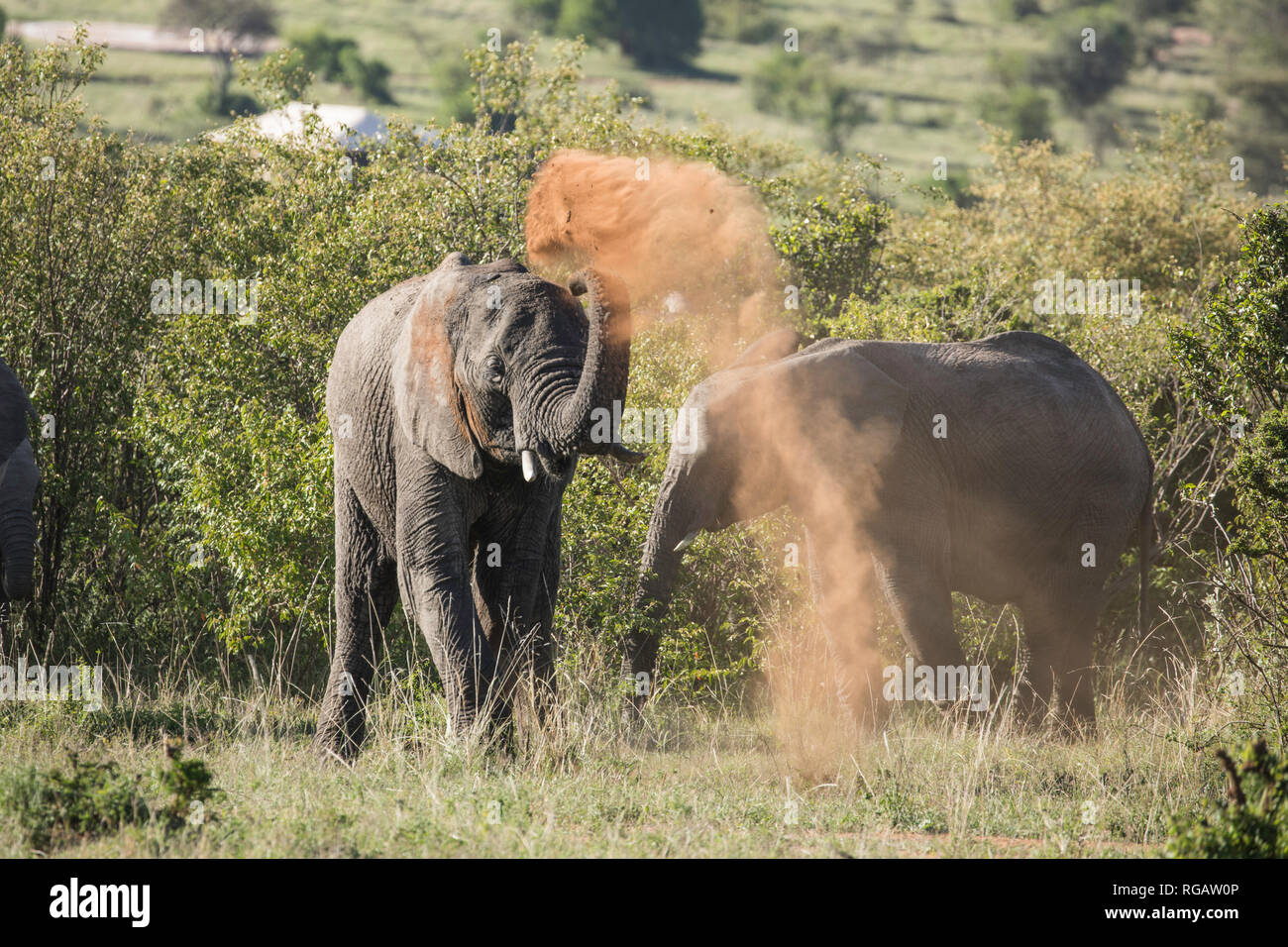 Elephant prendendo un bagno di polvere Foto Stock