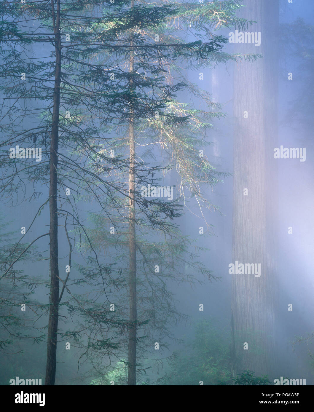 Nebbia costiera, Redwoods, del Norte stato Redwood, Parco Nazionale di Redwood e parchi statali, California Foto Stock