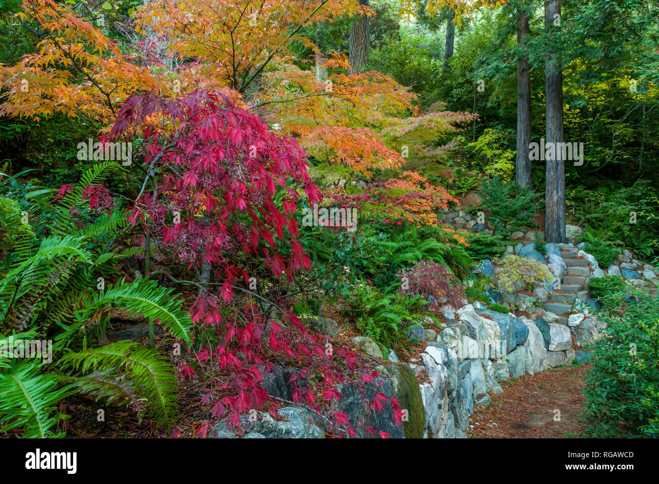 Acero giapponese giardino, Fern Canyon giardino, Mill Valley, California Foto Stock