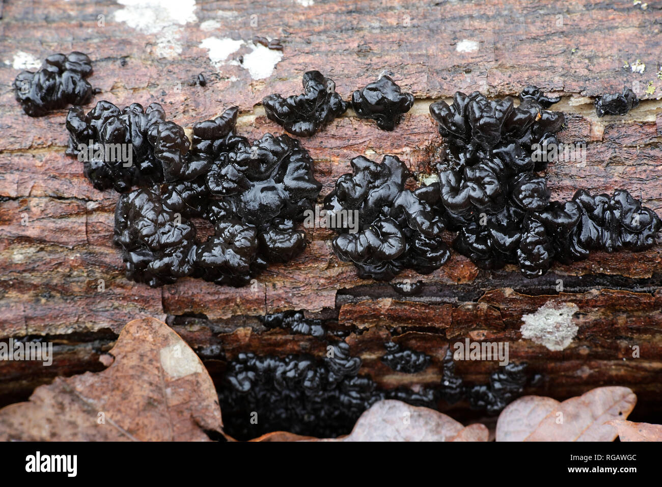 Exidia glandulosa conosciuto anche come nero streghe burro fungo Foto Stock