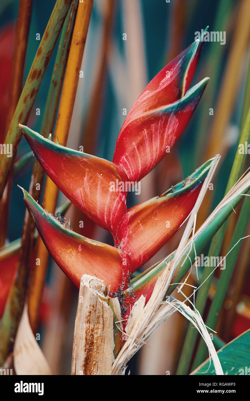 Fiore Heliconia humilis genere di piante in fiore nella famiglia Heliconiaceae. Montagna di ambra, madagascar deserto Foto Stock
