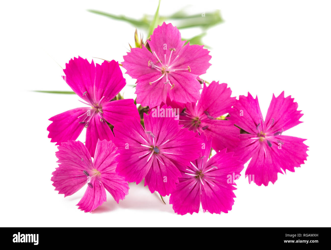 Certosino isolato rosa su sfondo bianco Foto Stock