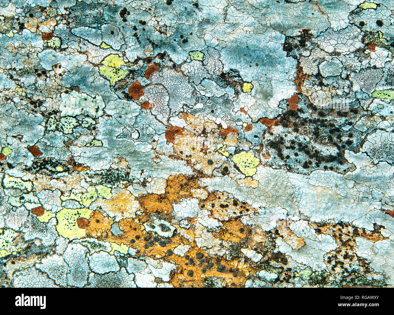 Texture di lichene Multi-Colored su una roccia Foto Stock