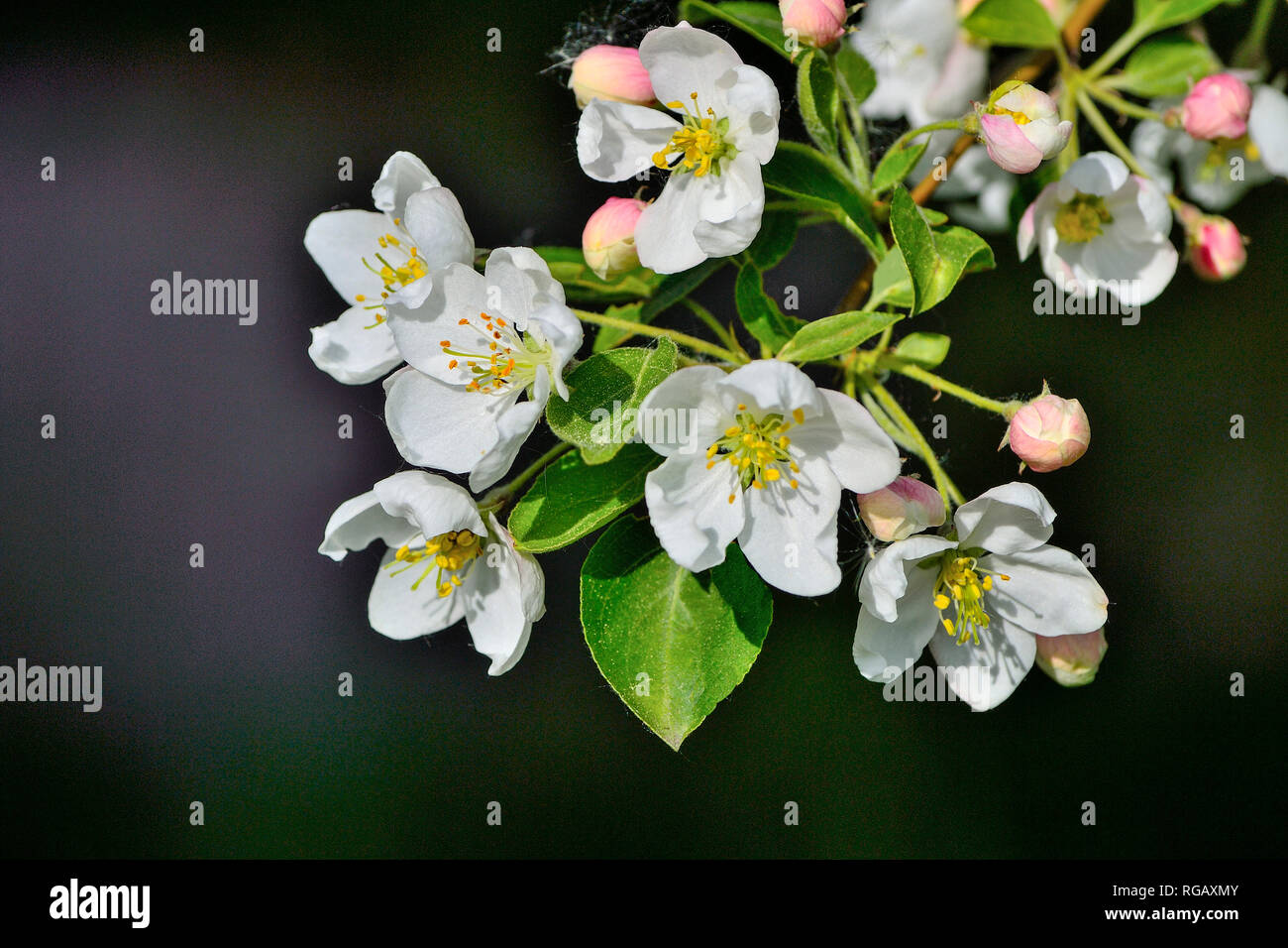 Albero di Apple Blossom close up su sfondo scuro - molla dolce sfondo. Melo ramoscello con fiori bianchi, gemme rosa e foglie verdi - La bellezza o Foto Stock