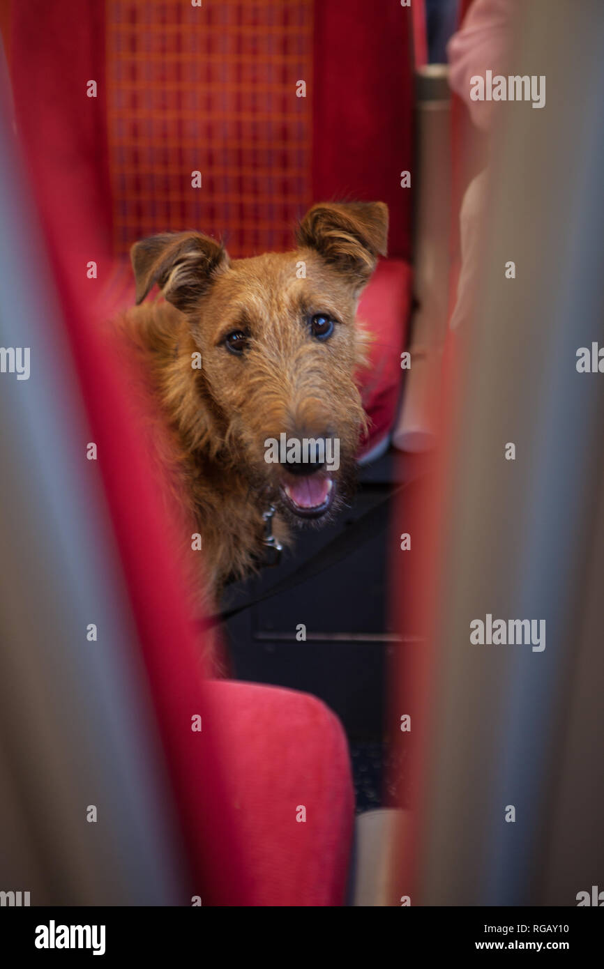 Cane su un treno Foto Stock