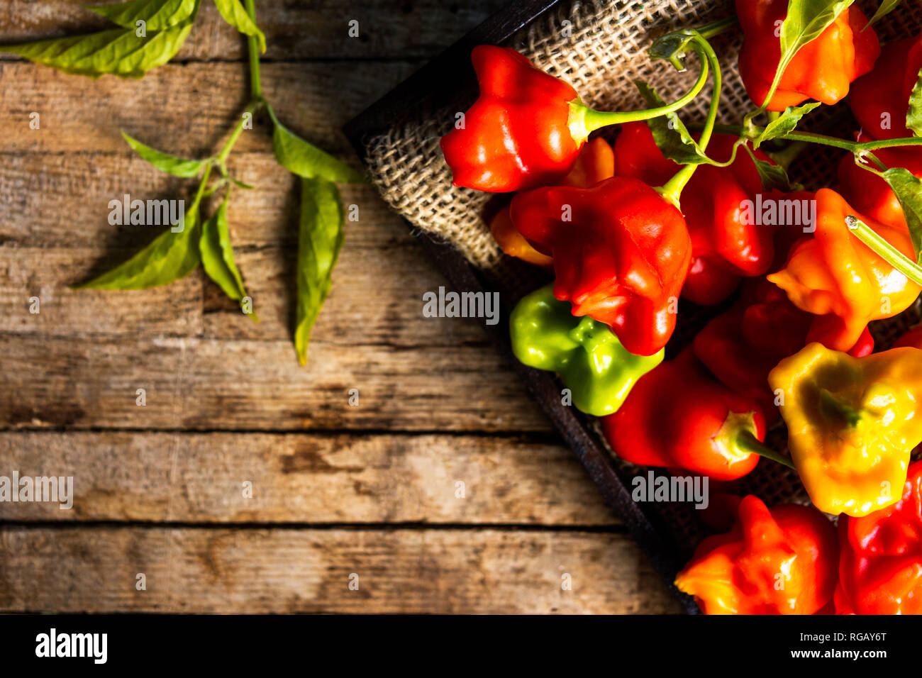 Vescovo della corona a forma di fiore peperoni decorativo su un tavolo di legno Foto Stock