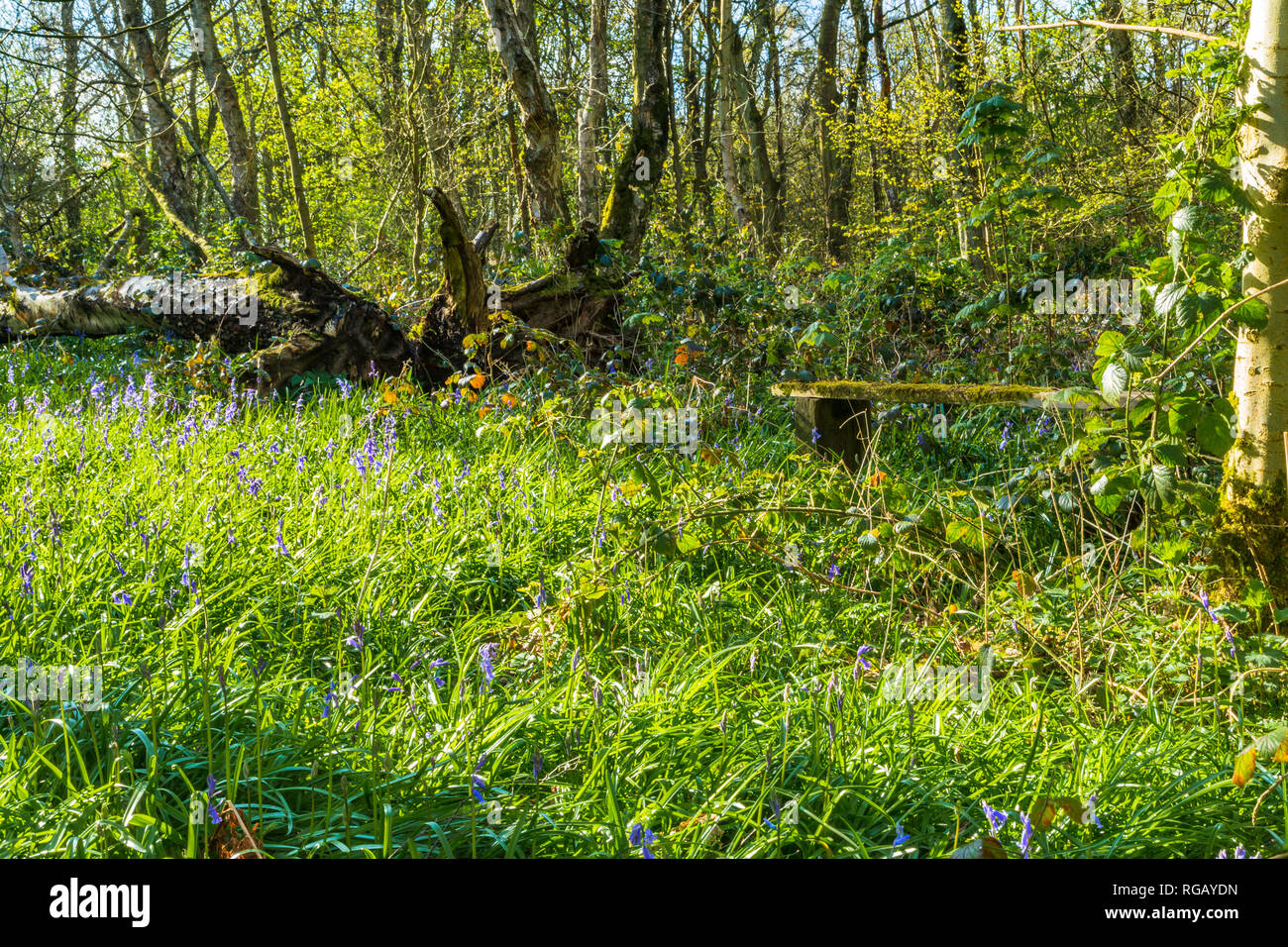 Bluebells sul suolo della foresta in un paese park di Dudley, Regno Unito. Foto Stock