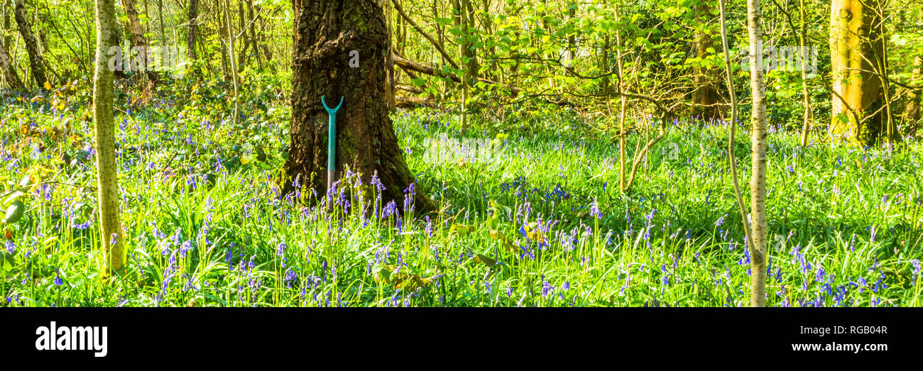 Bluebells sul suolo della foresta in un paese park di Dudley, Regno Unito. Foto Stock